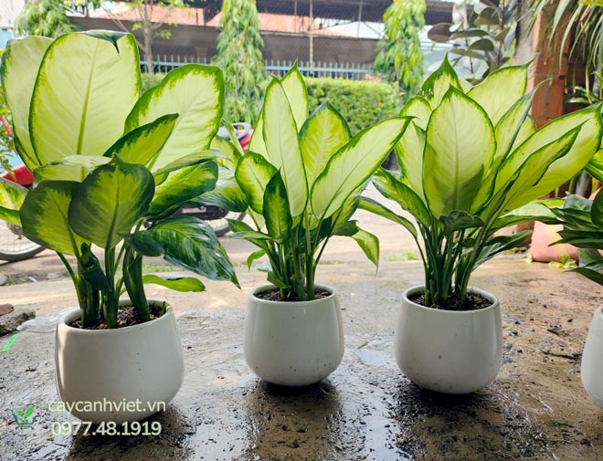 Cây Dạ Lan Thanh phong thủy – mang tài lộc và may mắn cho gia chủ