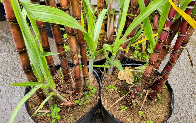 Bầu cây mía cảnh gồm 5 thân trưởng thành