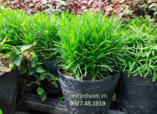 Vườn cỏ mây thật tại Cây Cảnh Việt