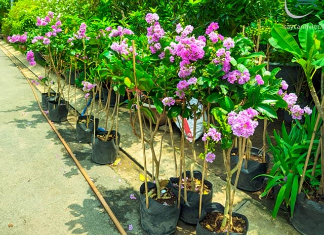 Cây Bằng Lăng Tím số lượng lớn tại Cây Cảnh Việt