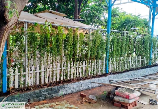 Cây trúc quân tử làm hàng rào