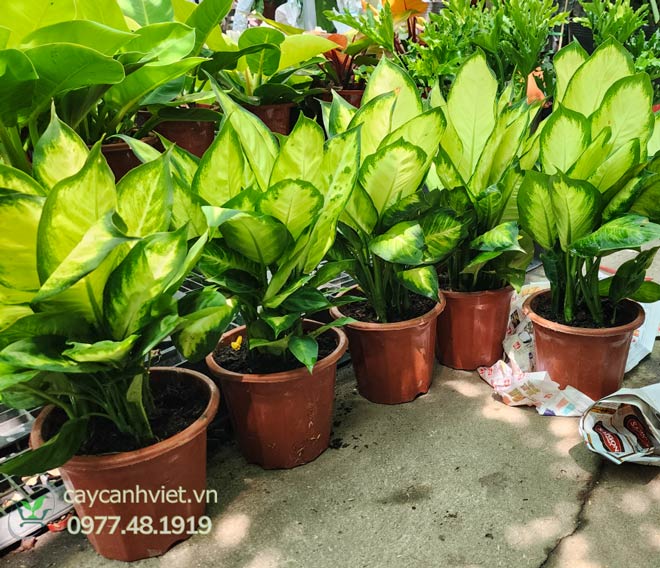 Cây Dạ Lan Thanh tại cửa hàng Cây Cảnh Việt TP.HCM – cây đẹp, lá xanh mướt