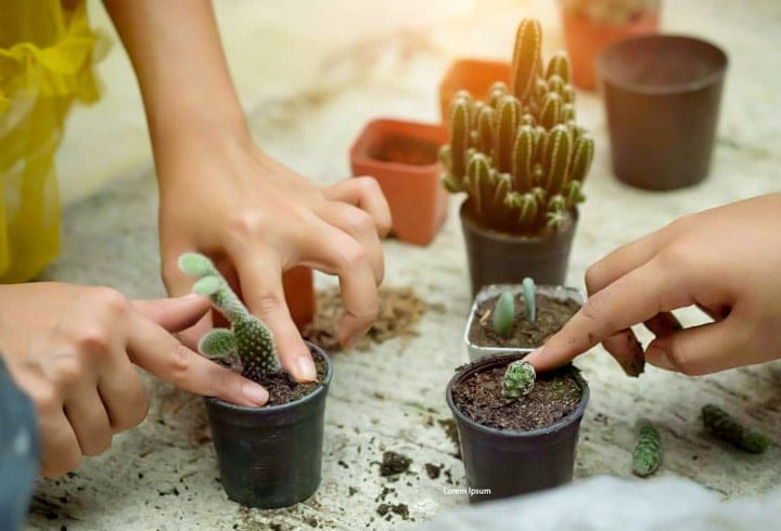 Nhân giống xương rồng Thanh Sơn bằng cách tách nhánh và giâm cành