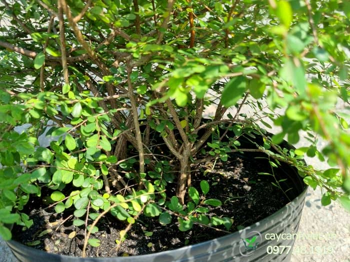 Hướng dẫn trồng cây Sơn Liễu Thái từ giâm cành