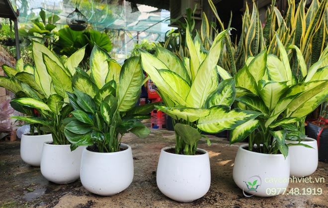 Cây Dạ Lan Thanh cao 30–40cm, giá 350.000đ/chậu sứ trắng