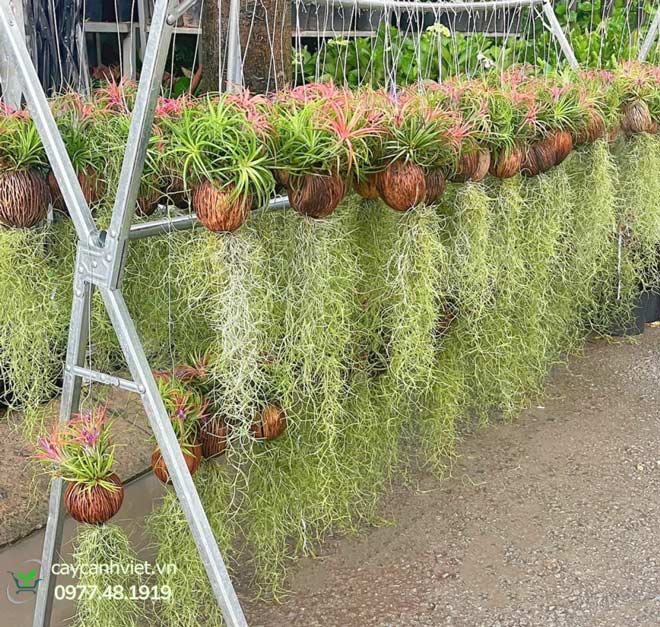 Cây không khí treo tường trang trí nhà đẹp, hiện đại tại TP.HCM.