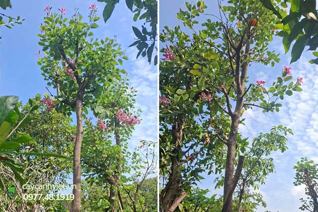 thi công cây móng bò tím tại công trình thực tế