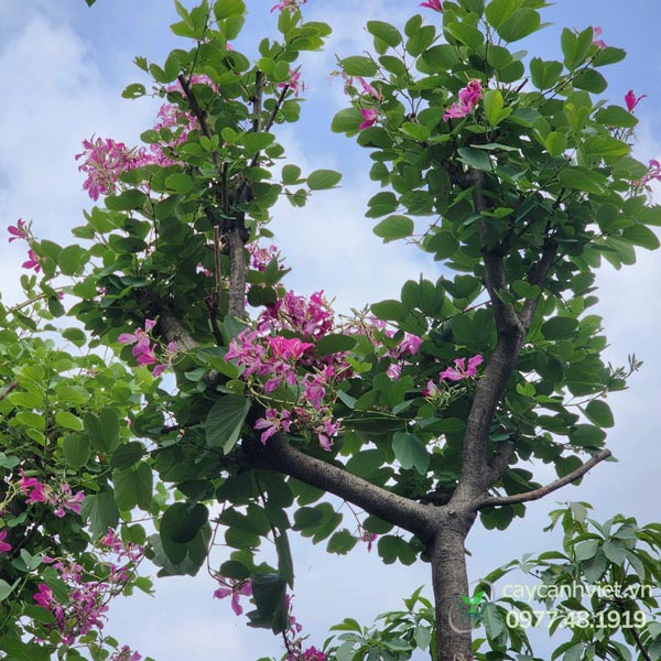 cây móng bò tím ra hoa sau khi trồng ổn định