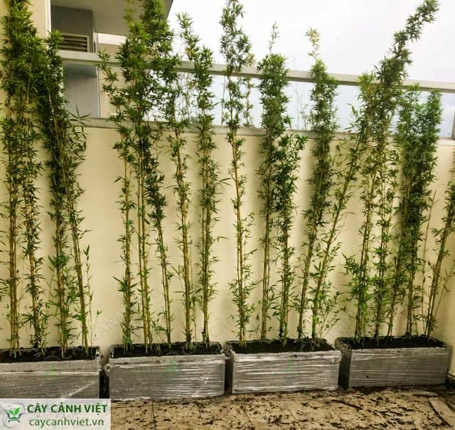 Trồng cây trúc quân tử trên sân thượng quận 2