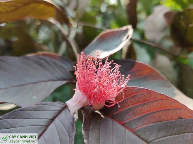 Hoa ổi tím giống Malaysia có màu tím đẹp