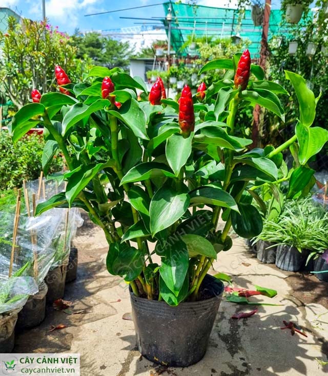 Cây phúc lộc thọ tại cửa hàng trang trí không gian