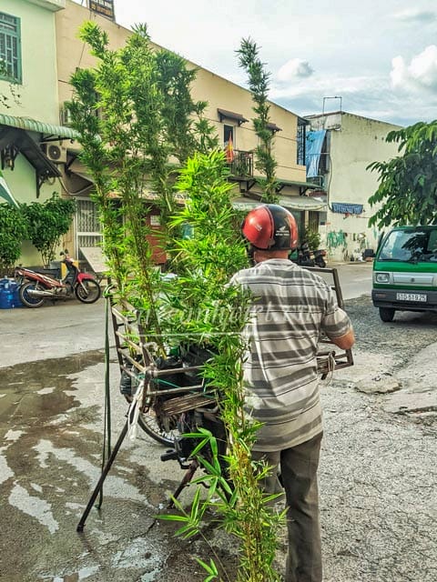 Giao hàng cây trúc quân tử bằng xe gắn máy