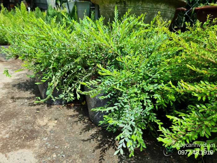 Tác dụng cây Sơn Liễu Thái trong trang trí và làm thuốc