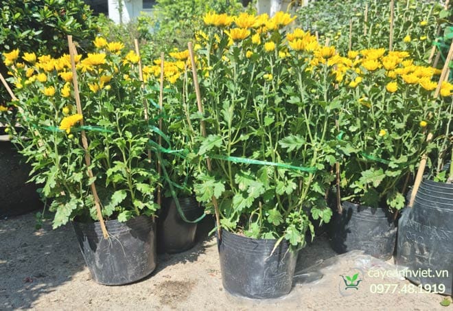 Hướng dẫn cách trồng hoa cúc pha lê tại nhà