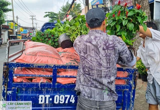 Giao hàng cây phúc lộc thọ bằng xe ba gác