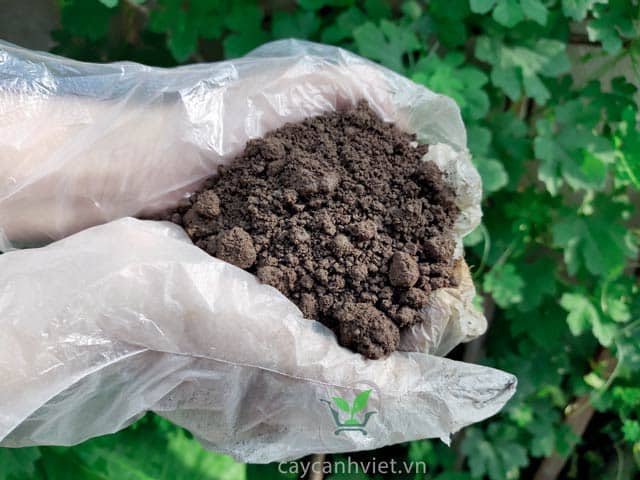 Đất thịt Đồng Nai trồng cây bán theo khối