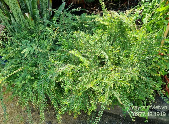 Cửa hàng bán cây Sơn Liễu Thái tại TP.HCM