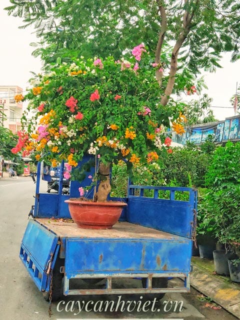 Hoa giấy Thái chất lượng cao, được lựa chọn kỹ càng