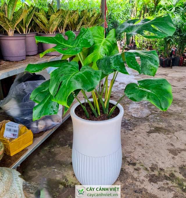 Mua cây Trầu Bà Lá Xẻ chất lượng, giá tốt tại TPHCM