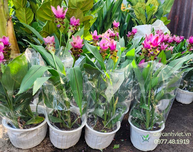 Cây Nghệ Lá Từ Cô trồng chậu, hoa tím nở rộ số lượng lớn