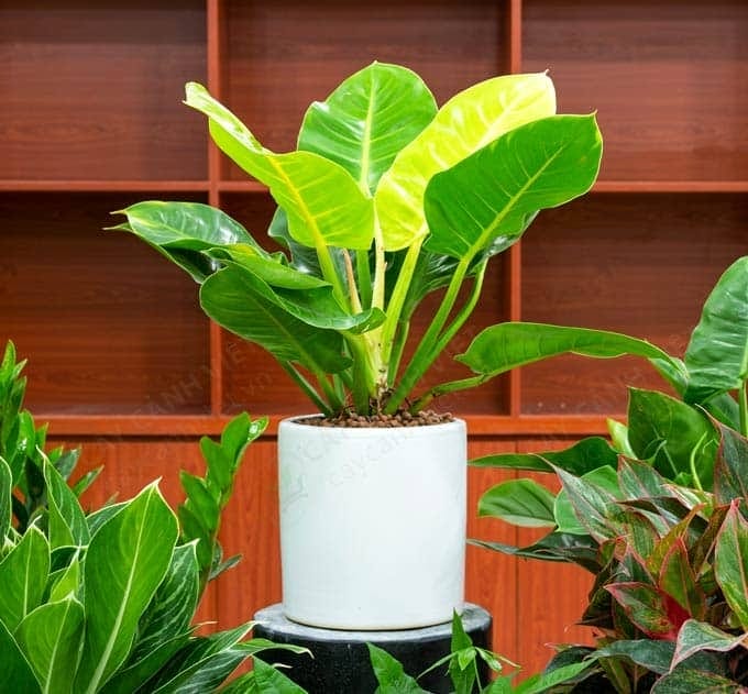 Cây Trầu Bà Đế Vương Vàng có tác dụng lọc sạch không khí