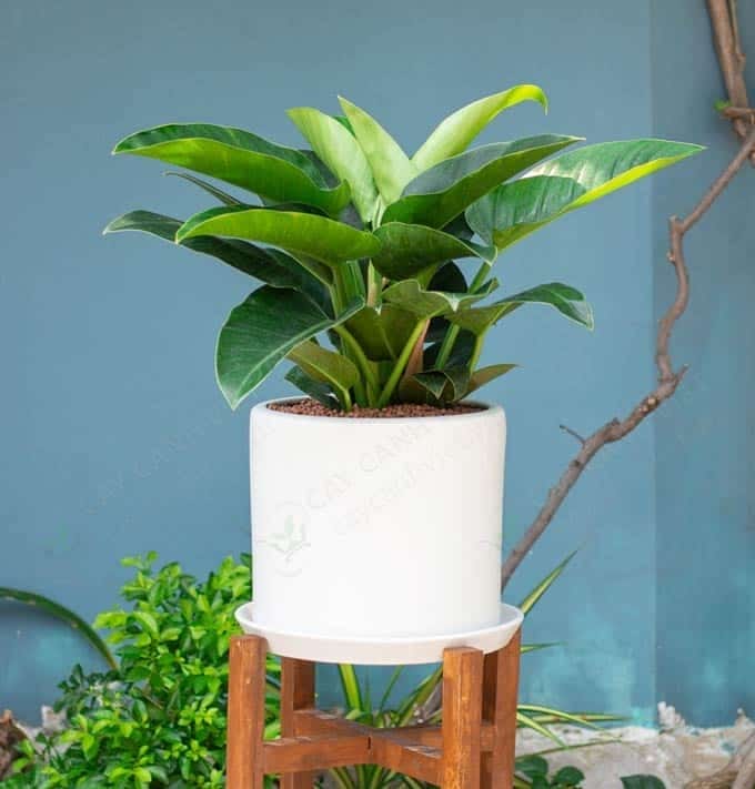 Đặc điểm cây Trầu Bà Đế Vương Vàng với lá xanh to tròn