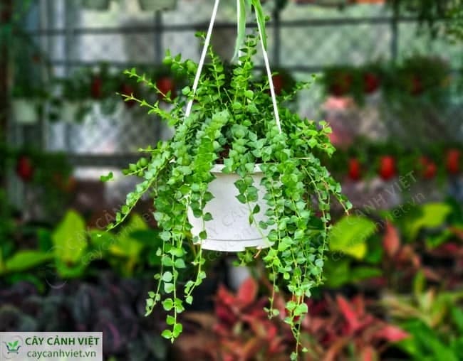 Cây Lan Tim trồng trong chậu nhựa, thích hợp cho nội thất và quán cà phê