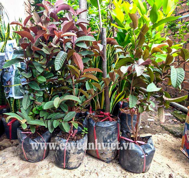 Mua cây ổi tím Malaysia chất lượng tại Hồ Chí Minh