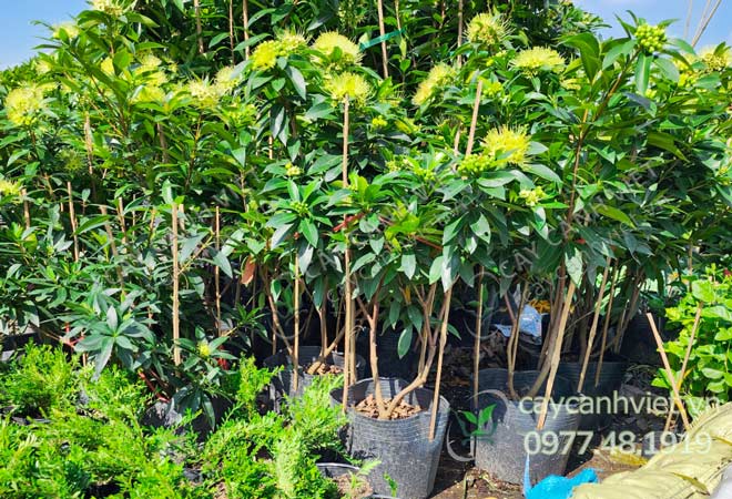 Vườn Mai Thái Hoa Vàng tại Cây Cảnh Việt Quận 12