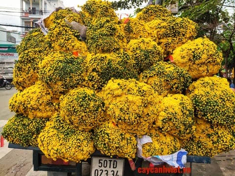 Cửa hàng Cây Cảnh Việt trưng bày hoa cúc mâm xôi