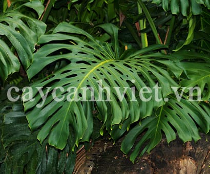 Lá cây Trầu Bà Lá Xẻ xanh bóng, hình chân vịt đặc trưng