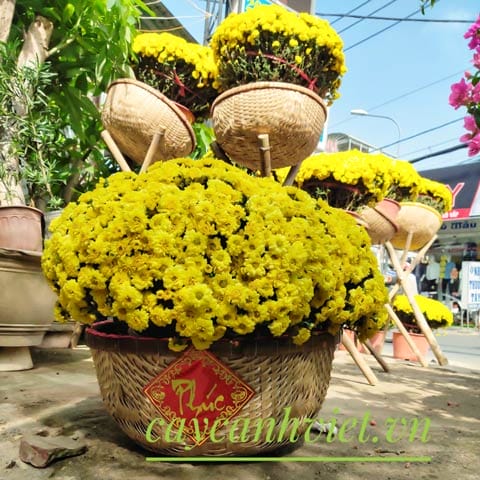 Trang trí hoa cúc mâm xôi cho không gian Tết