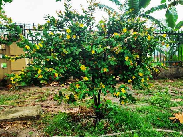Cây mai tứ quý giúp tạo bóng mát và làm xanh không gian