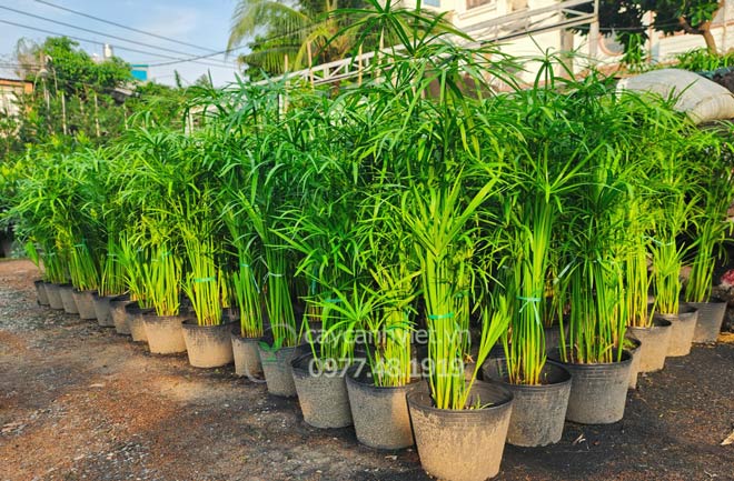 Các size Cây Thủy Trúc tại vườn Cây Cảnh Việt