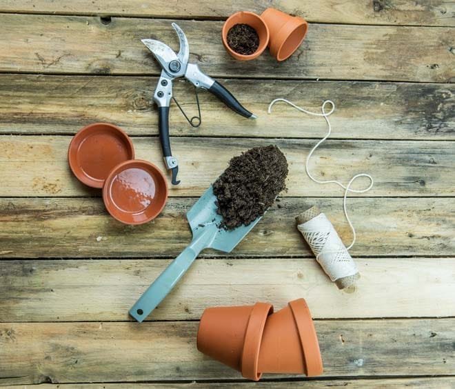 Cách chăm sóc cây trầu bà lá vàng trong chậu