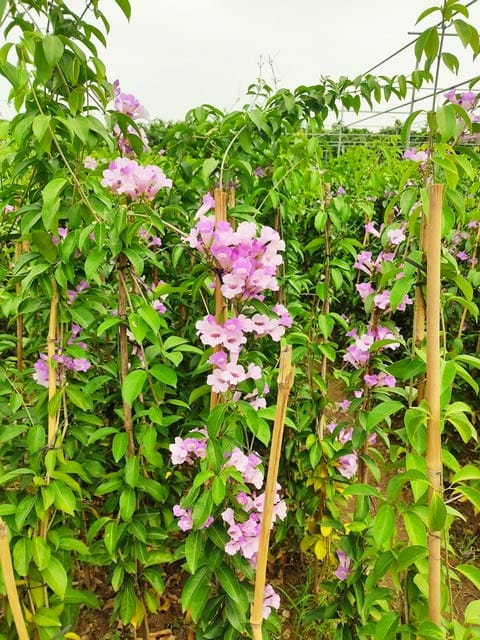 Cây lan tỏi leo giàn với hoa tím, dễ chăm sóc và sinh trưởng nhanh