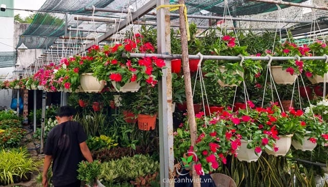Cách trồng và chăm sóc cây dừa cạn với tưới nước, phân bón, và đất trồng