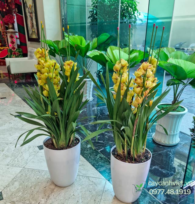 Hướng dẫn cách trồng và chăm sóc địa lan hoa vàng tại nhà