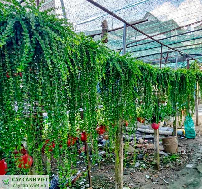 Cây Lan Tim với nhiều kiểu chậu tại cửa hàng ở Hồ Chí Minh