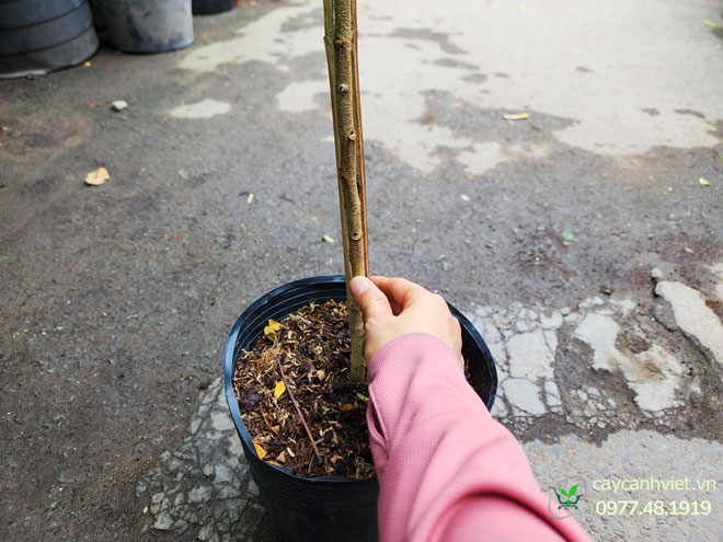 Tưới nước và chăm sóc cây Điệp Cúng đúng cách giúp cây ra hoa quanh năm