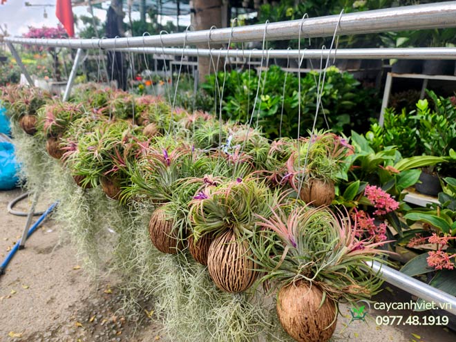 Cách phun sương tưới cây không khí Tillandsia giúp cây luôn xanh khỏe.