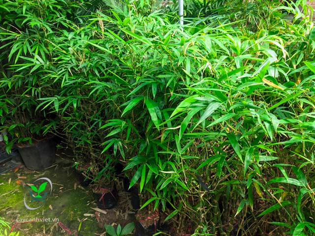 Cách chăm sóc cây Trúc Phật Bà đúng cách