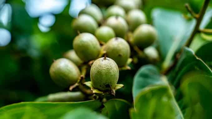 Trái cây Bằng Lăng Tím Thái hình cầu, màu tím nhạt