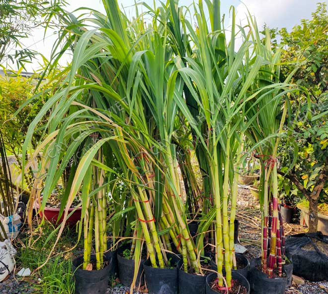 Lô cây mía cảnh cao 2m đến 2,5m sẵn hàng tại vườn