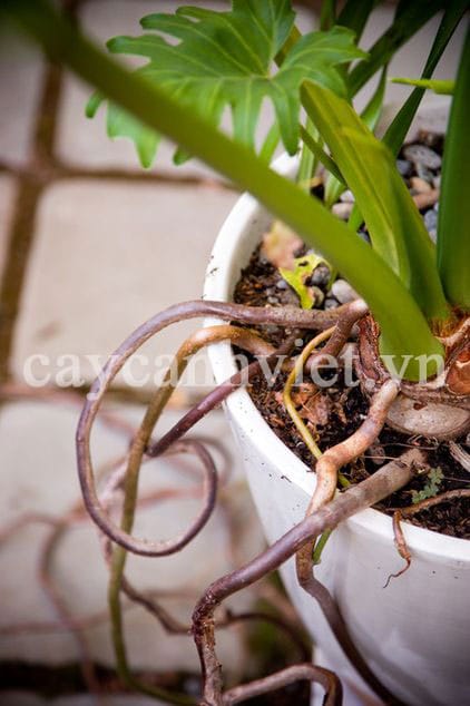 Gốc cây Trầu Bà Lá Xẻ lớn, thân khỏe mạnh