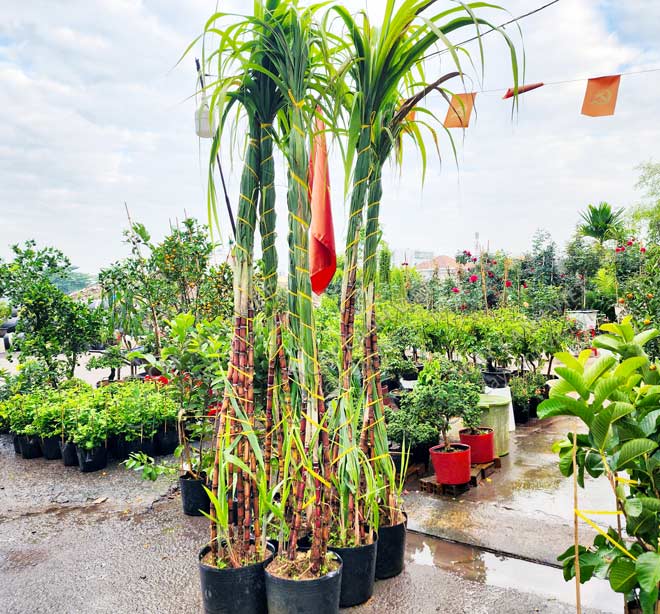 Giao cây mía cảnh tại TP Hồ Chí Minh