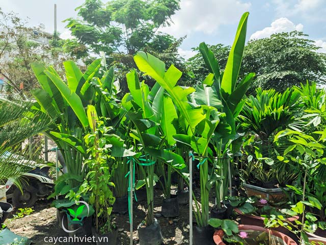 Hướng dẫn trồng cây Chuối Rẻ Quạt đúng cách