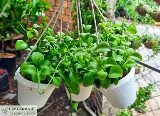 Công dụng cây lan đô la trong trang trí và thanh lọc không khí