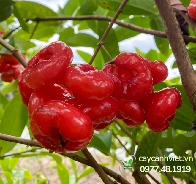 Chăm sóc Cây Mận Hoàng Yến đúng cách cho quả đỏ mọng, sai trĩu