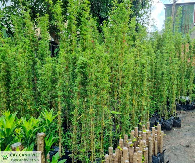 Mua cây trúc quân tử uy tín tại TPHCM